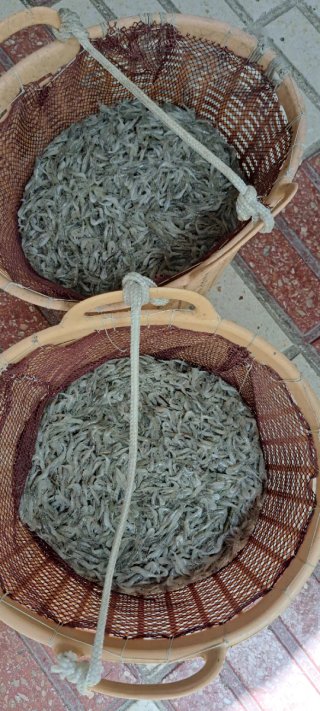 Camarones conjelados del dia