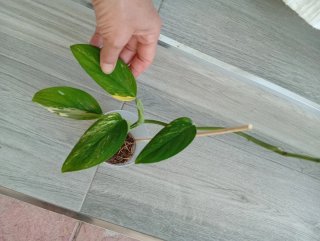 Monstera Standleyana Albo Variegata
