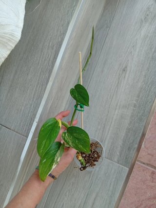 Monstera Standleyana Albo Variegata