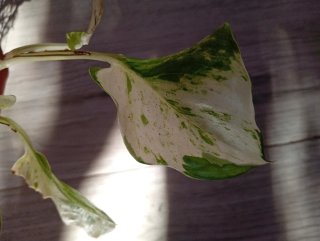 Epipremnum Happy leaf
