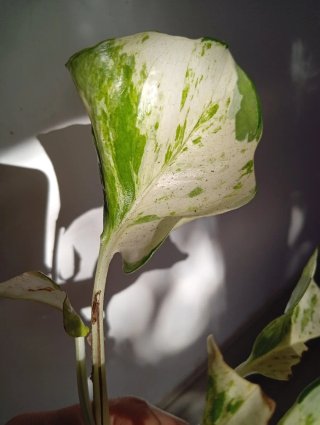 Epipremnum Happy leaf