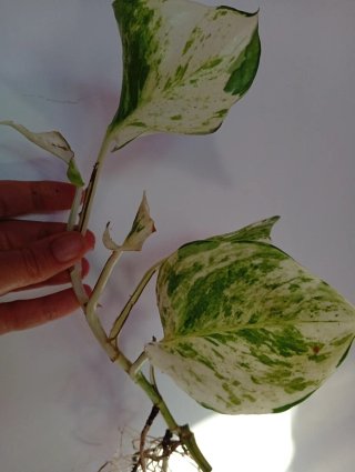 Epipremnum Happy leaf