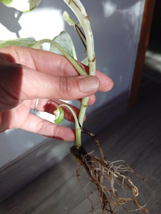 Epipremnum Happy leaf
