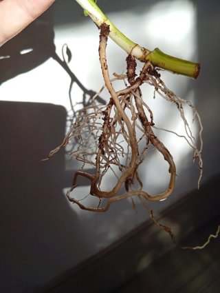 Epipremnum Happy leaf