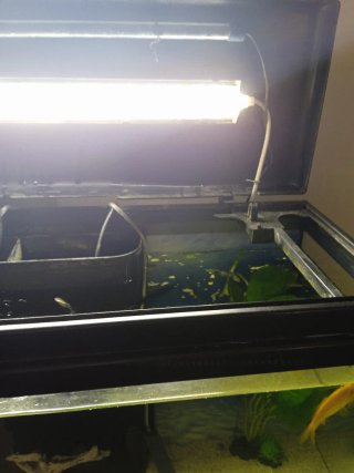 Acuario con mueble, filtro y adornos