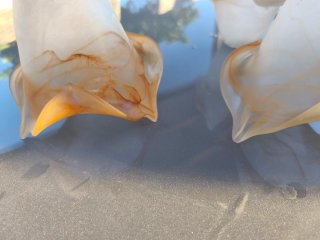 Tulipas de lámpara de cristal ámbar