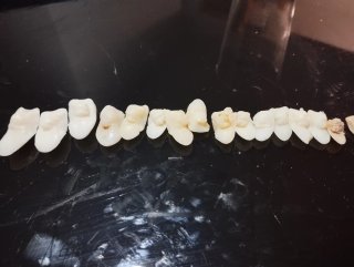 Dientes de corvina para coleccionismo