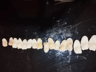 Dientes de corvina para coleccionismo