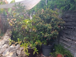 Viburnum grandes