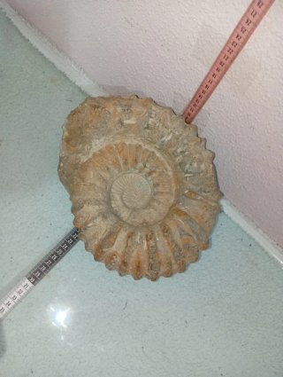 Fósil Amonite Gigante