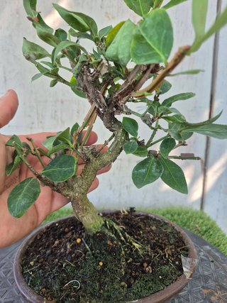 Bonsái Euonymus Alatus 10A1