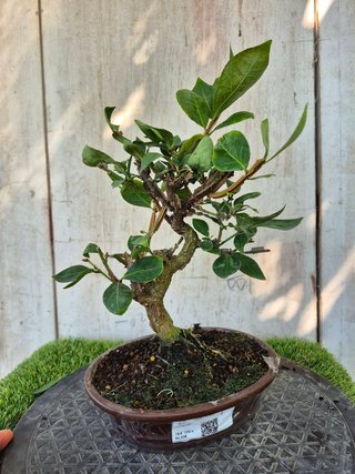 Bonsái Euonymus Alatus 10A1