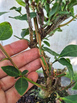 Bonsái Euonymus Alatus 10A1