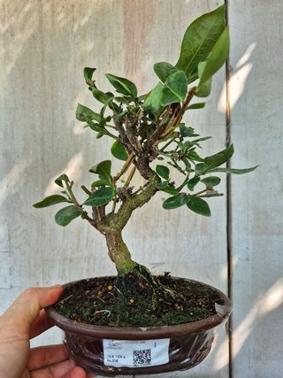 Bonsái Euonymus Alatus 10A1