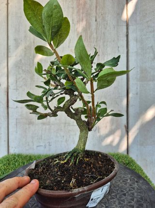 Bonsái Euonymus Alatus 10A1