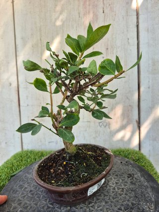 Bonsái Euonymus Alatus 10A1
