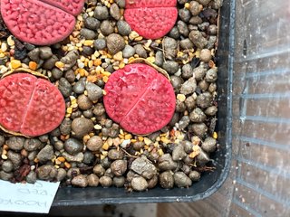 Lithops adultos o semillas