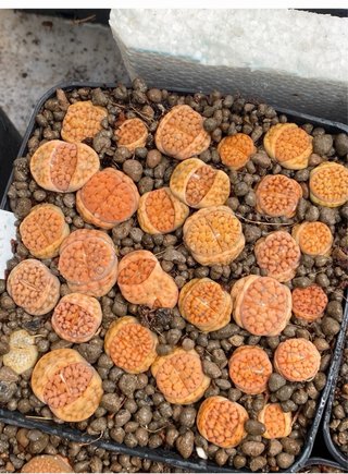 Lithops adultos de 3 a 5 años y semillas