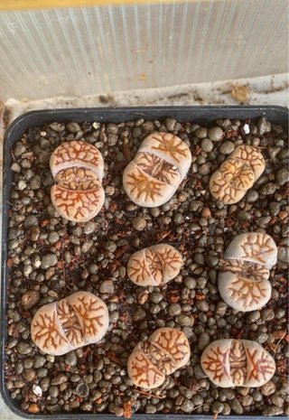 Lithops adultos de 3 a 5 años y semillas