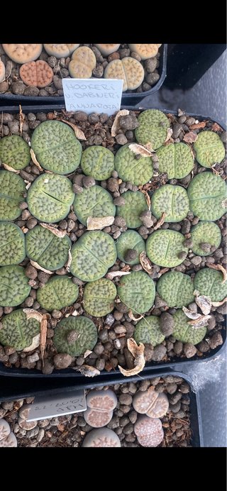 Lithops adultos de 3 a 5 años y semillas