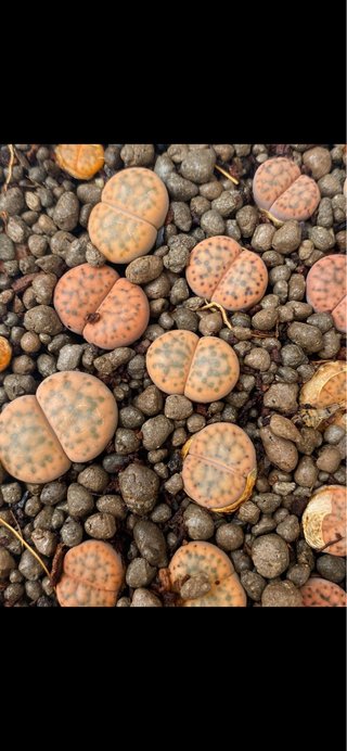 Lithops adultos de 3 a 5 años y semillas