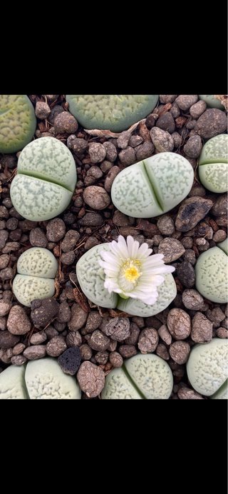 Lithops adultos de 3 a 5 años y semillas