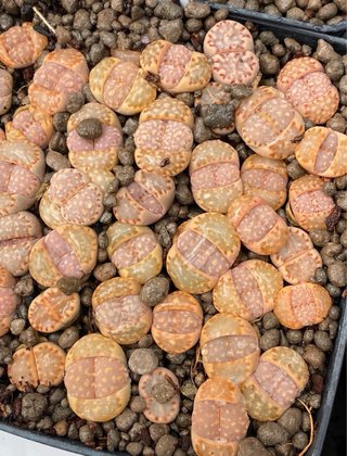 Lithops adultos de 3 a 5 años y semillas