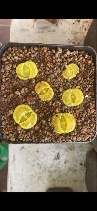 Lithops adultos de 3 a 5 años y semillas