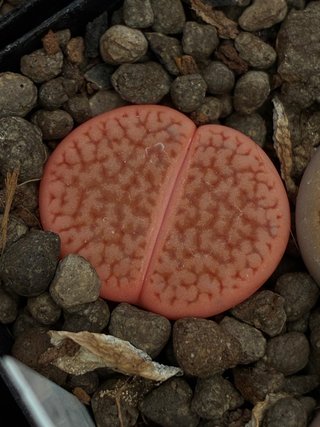 Lithops adultos de 3 a 5 años y semillas