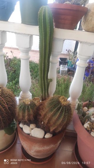 Cactus en maceta de barro