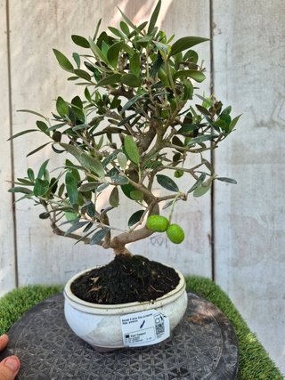 Bonsái Olea Europea 8A1