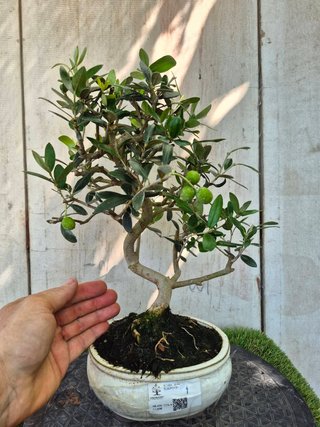 Bonsái Olea Europea 8A1