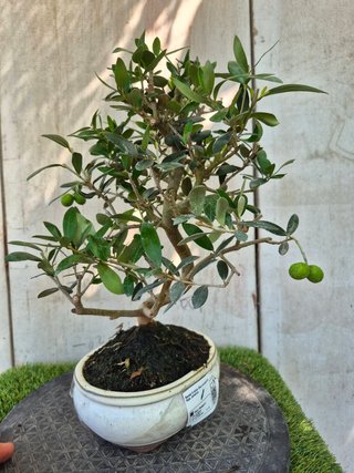 Bonsái Olea Europea 8A1