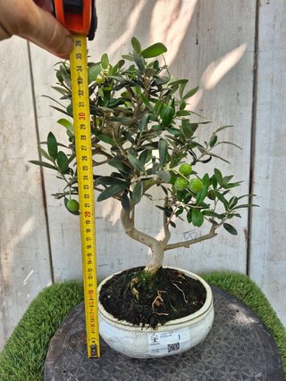 Bonsái Olea Europea 8A1