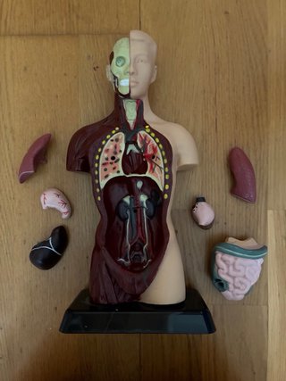Maqueta Torso Humano Anatomía EDU-TOYS