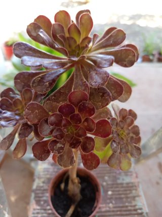 Planta Suculenta Aeonium Negro