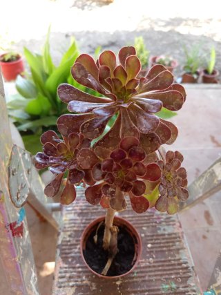 Planta Suculenta Aeonium Negro