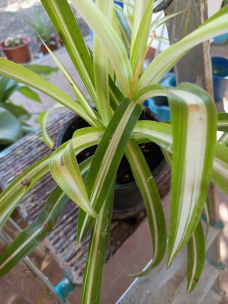 Planta Cinta / Mala Madre