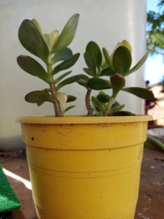 Planta de la abundancia (Crassula ovata)