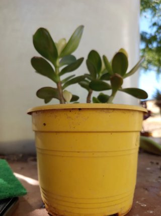 Planta de la abundancia (Crassula ovata)