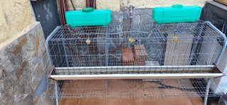 Jaula 3 compartimentos para gallinas ponedoras