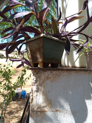 Planta Morada Suculenta Colgante