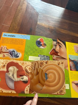 El cuerpo humano