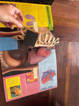 El cuerpo humano