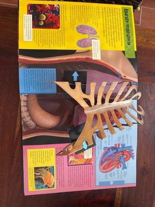 El cuerpo humano
