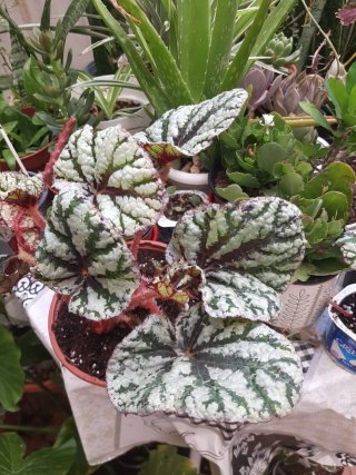 Begonia Rex Fedor Planta