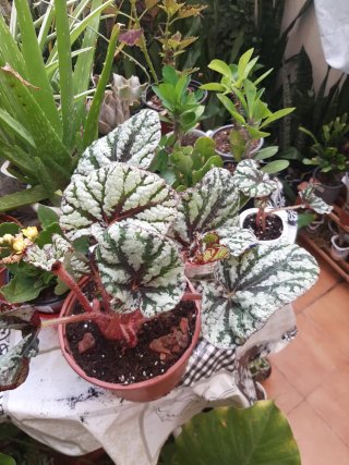 Begonia Rex Fedor Planta