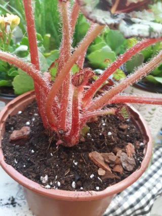 Begonia Rex Fedor Planta