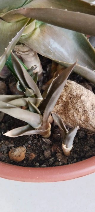 Pianta Alworthia Black Gem Ibrido Aloe 17 cm