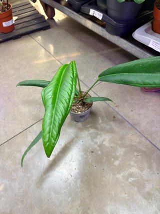 Anthurium bakeri Grande Maceta 12cm